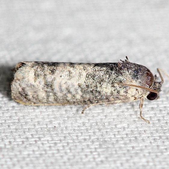 3189 Epiblema obfuscana yard 5-28-12