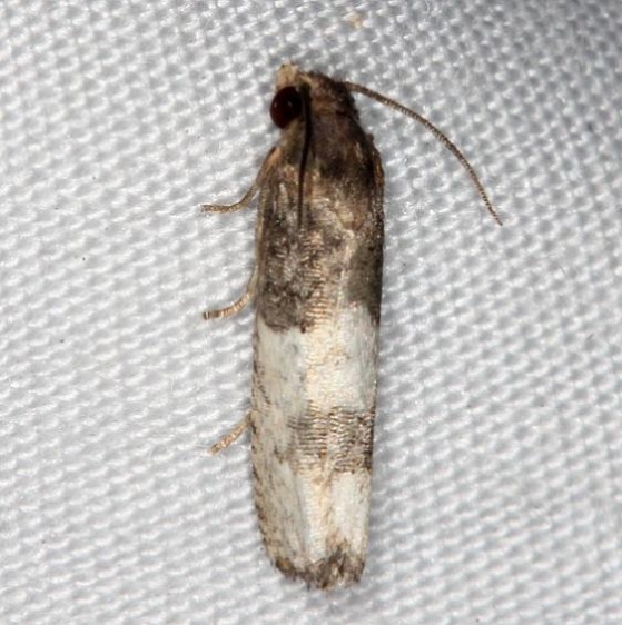 3190 Epiblema desertana Kissimmee Lake St Pk 3-9-14