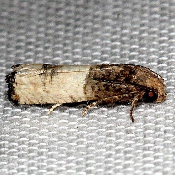 3190 Epiblema desertana Kissimmee Prairie St Pk 3-16-13