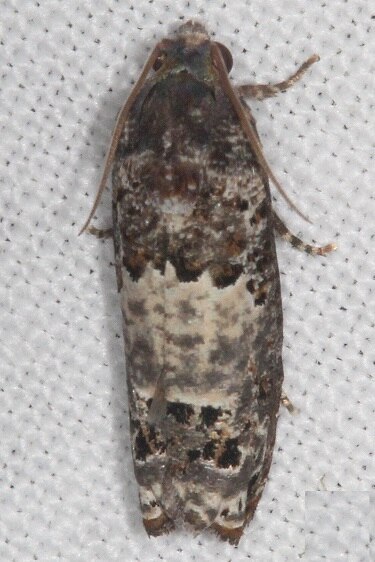 3192-Gray-blotched-Epiblema-E-c-1