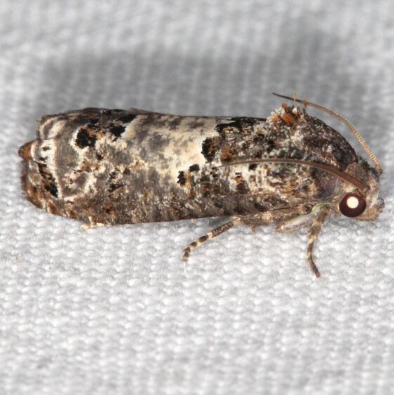 3192-Gray-blotched-Epiblema-E-c