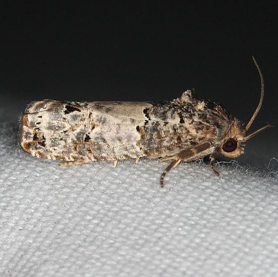 3192 Gray blotched Epiblema Moth yard 7-28-19