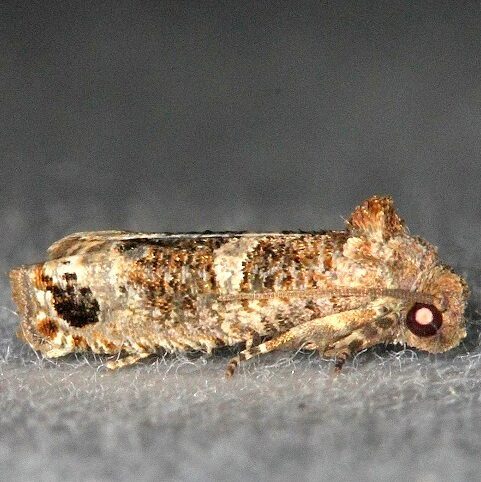 3200-Epiblema-lyallana-BG-Collier-Seminole-St-Pk-Fl-3-2-14-1