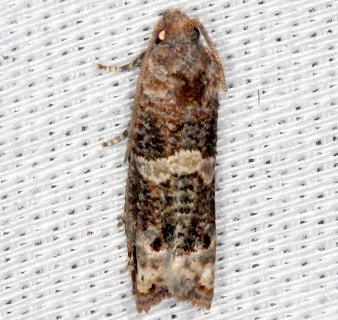 3200-Epiblema lyallana BG-Collier-Seminole-St-Pk-Fl-3-2-14-2