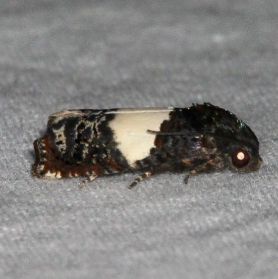 3201 Epiblema inflelix Jonathan Dickinson St Pk Fl 3-7-17 (3)_opt