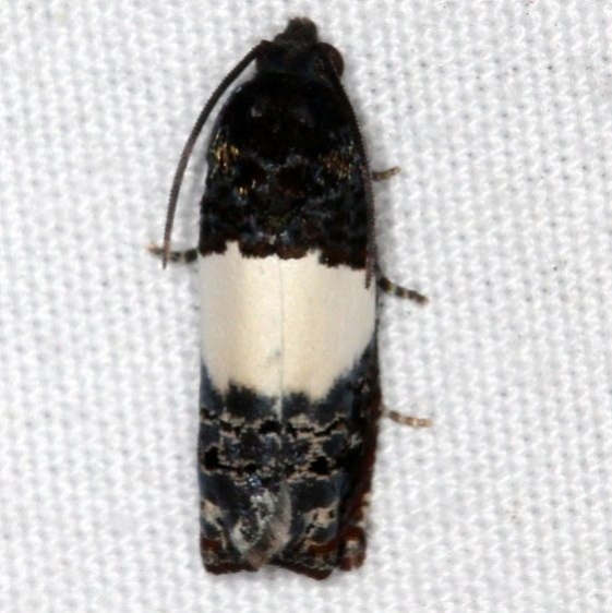 3201 Epiblema inflelix Jonathan Dickinson St Pk Fl 3-7-17_opt