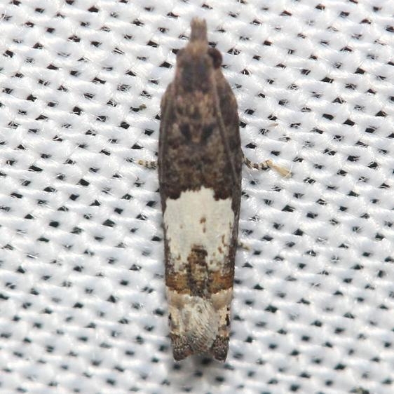 3202 Bidden's Borer Moth yard 8-12-12
