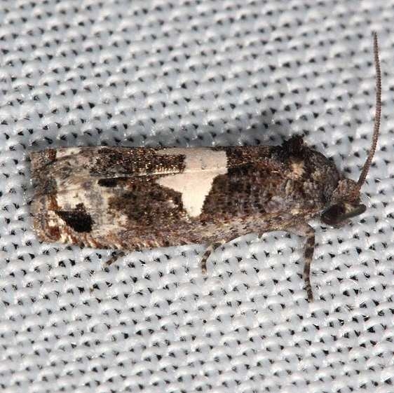 3202 Biden's Borer Moth Collier Seminole St Pk 2-25-14