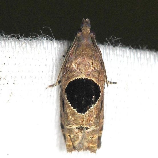 3203 Brighton's Epiblema yard 7-22-12