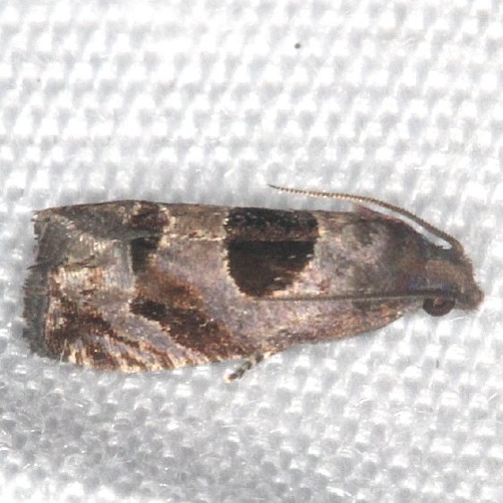 3207 Epiblema macneilli Burr Oak Cove Wayne Natl Forest Oh 8-3-18 (21)_opt