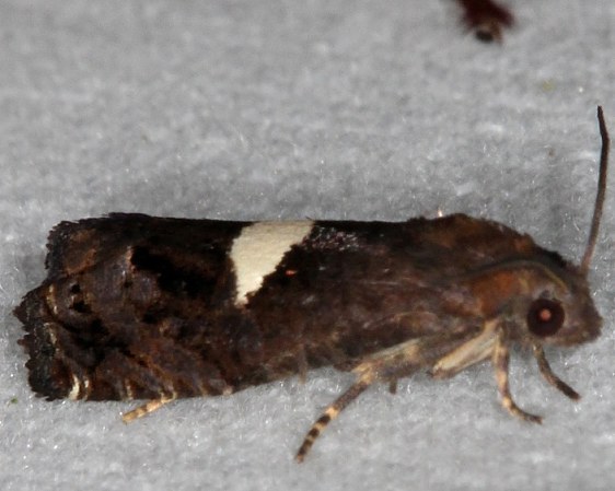 3207.2 Epiblema gibsoni Odell Lake Shawnee St Forest Oh 7-13-19