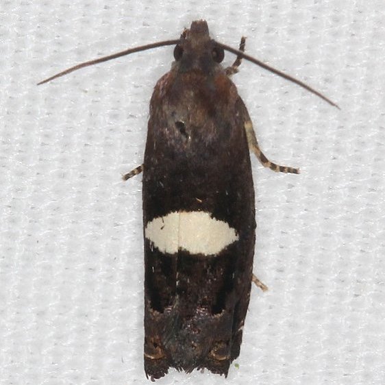 3207.2-Epiblema-gibsoni-Odell-Lake-Shawnee-St-Forest-Oh-7-13-19-8_opt