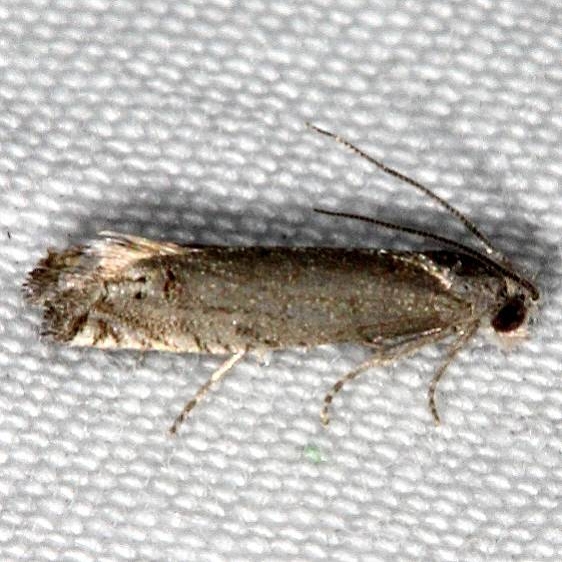 3207.97 BG Unidentified Epiblema Moth Fool Hollow Lake St Pk Ariz 5-24-17 (4)_opt