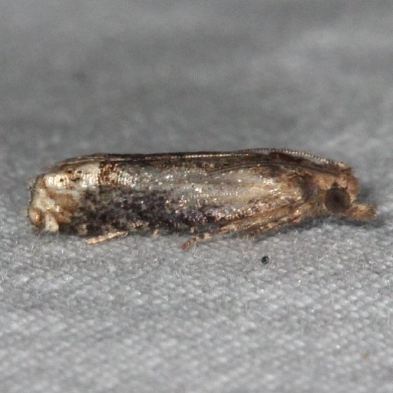 3207.97 Unidentified Epiblema Moth yard 8-30-15