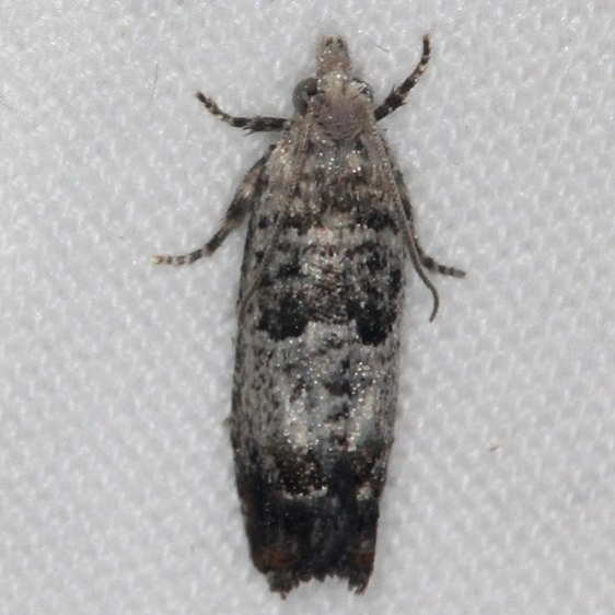 3209 Notocelia purpurissatana Ash Rapids Lodge Lake of the Woods Ont 7-23-17 (24)_opt