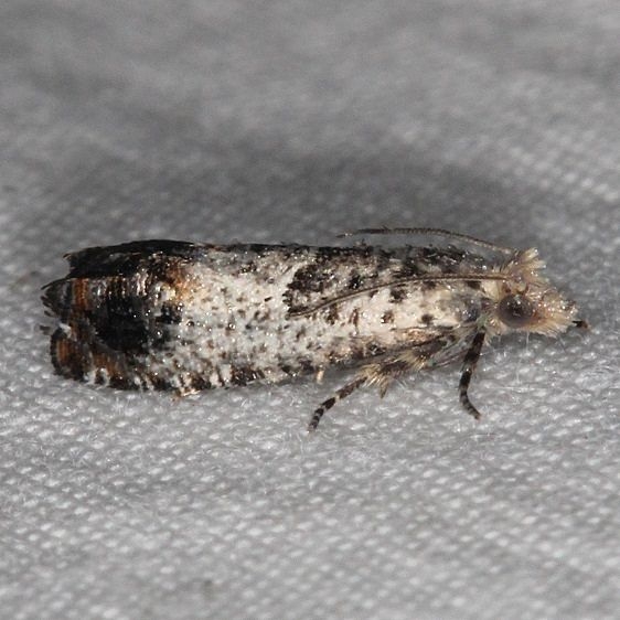 3209 Notocelia purpurissatana Ash Rapids Lodge Lake of the Woods Ont 7-23-17 (25)_opt