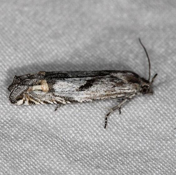 3212 Sunflower Bud Moth Mesa Verde Natl Pk Colorado 6-10-17 (40)_opt