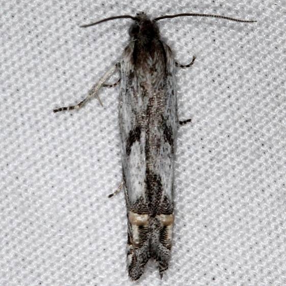 3212 Sunflower Bud Moth Mesa Verde Natl Pk Colorado 6-10-17 (41)_opt