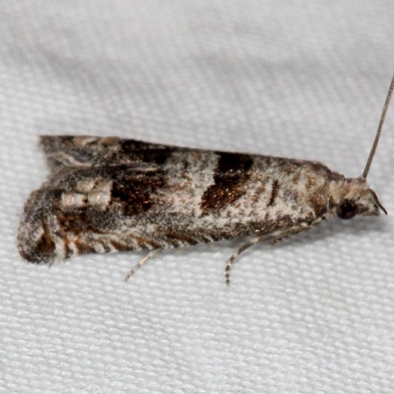 3212 Sunflower Bud Moth Mesa Verde Natl Pk Colorado 6-10-17 (42)_opt