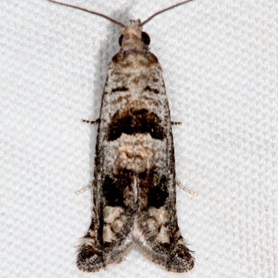 3212 Sunflower Bud Moth Mesa Verde Natl Pk Colorado 6-10-17 (43)_opt