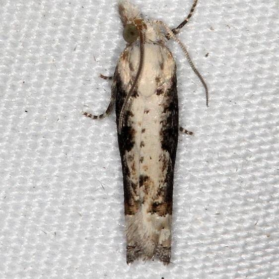 3217 Suleima cinerodorsana yard 8-18-16