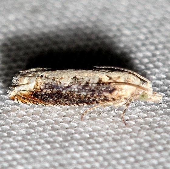 3217 Suleima cinerodorsana yard 8-18-12