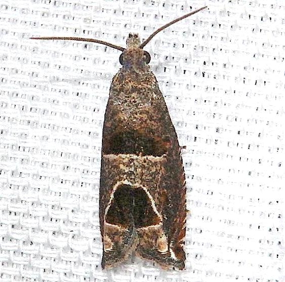 3218 Constricted Sonia Moth Hidden Lake Everglades Natl Pk 3-9-13