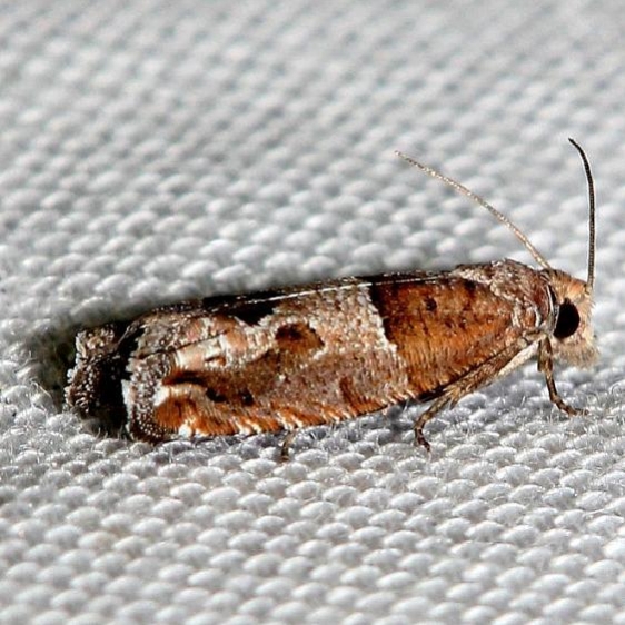 3218 Constricted Sonia Moth Lake Kissimmee St Pk Fl 2-26-13