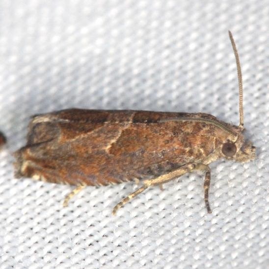 3218.1-Hebrew-Sonia-Moth-Sonia-parapleesiana-yard-7-14-13-35