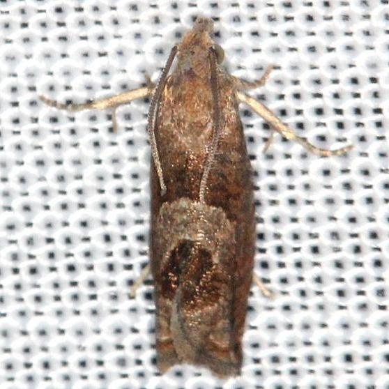 3218.1 Hebrew Sonia Moth Sonia paraplesiana yard 6-2-13