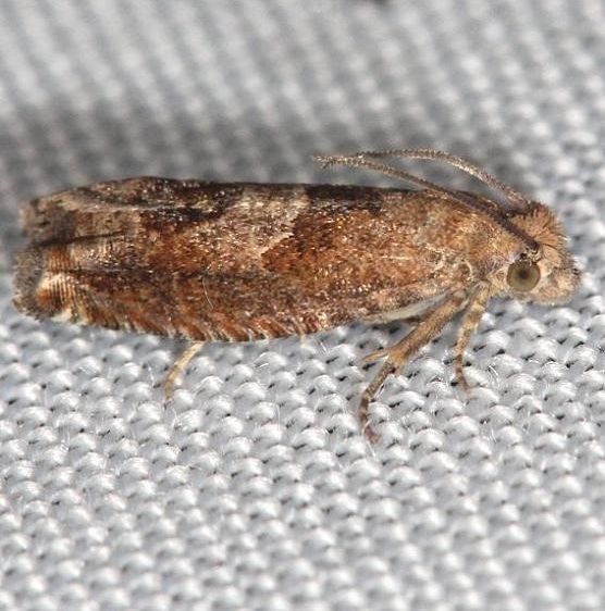 3218.1 Hebrew Sonia Moth yard 6-2-13