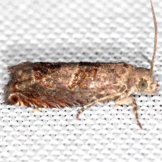 3219 Canadian Sonia Moth yard 5-29-13