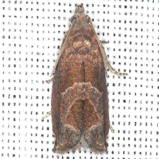 3219 Canadian Sonia Moth yard 7-14-13