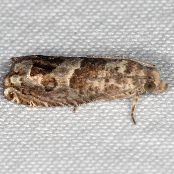 3222.97 Unidentified Sonia Moth yard BG 7-23-20