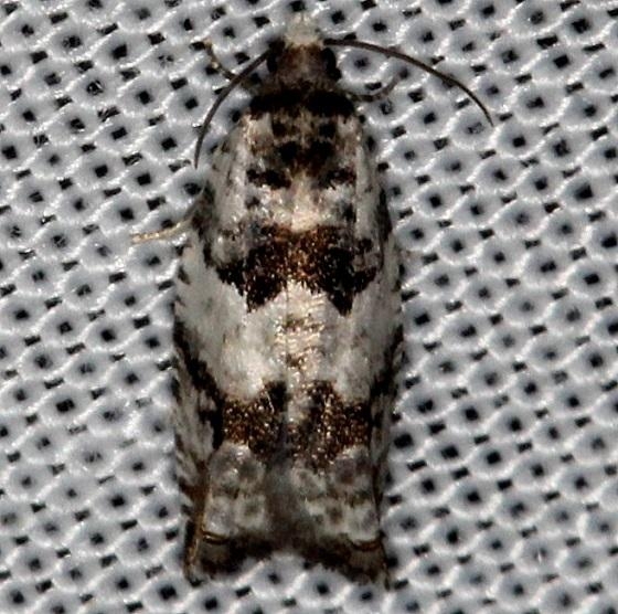 3223 Gypsonoma fasciolana Thunder Lake Mich UP 6-24-13