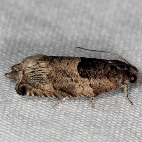 3226 Cottonwood Twig Borer Moth Burr Oak St Pk at cabins Oh 6-27-14