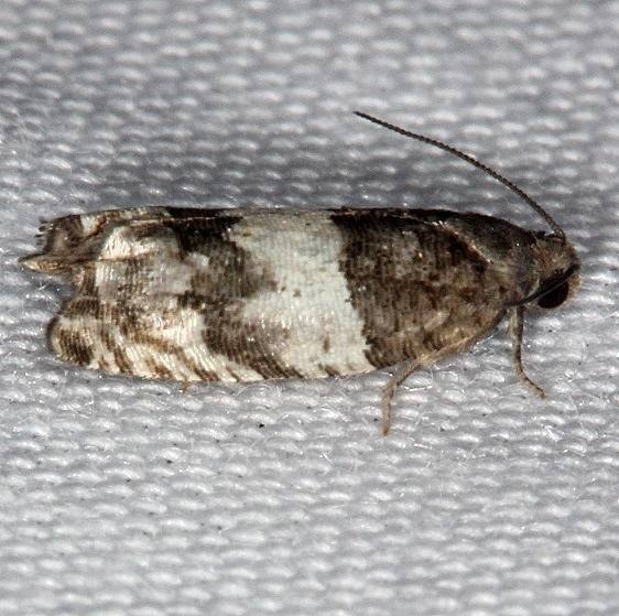 3227 Gypsonoma substitutionis Burr Oak St Pk at cabins Oh 6-27-14