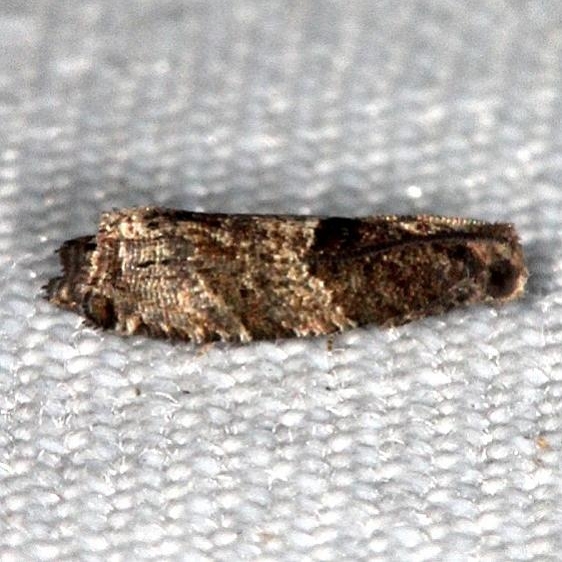 3228 Gypsonoma salicicolana Collier Seminole St Pk Fl 3-2-14