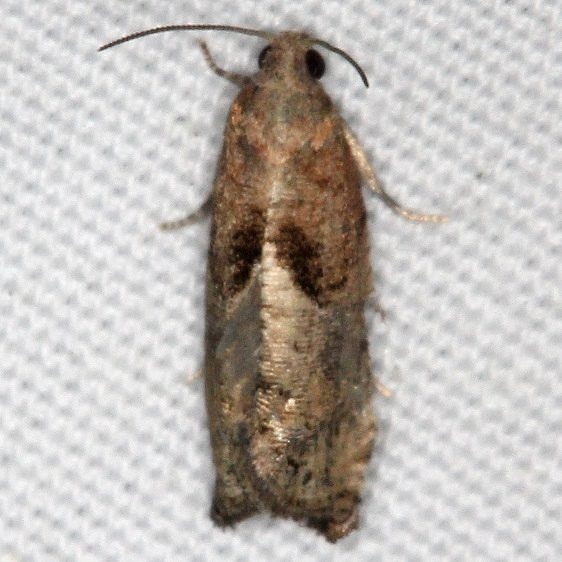 3228 Gypsonoma salicicolana yard 6-10-16 (16a)_opt