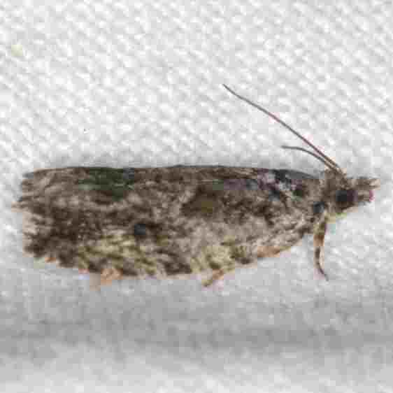 3229 Gypsonoma adjuncta-yard-6-16-22