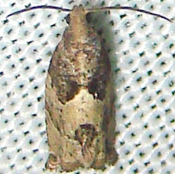 3229.2 European Poplar Shoot Borer Moth Kissimmee Prairie St Pk Fla 3-8-12