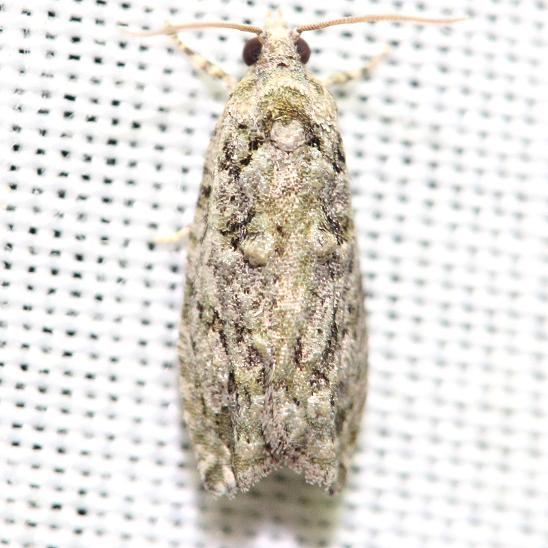 3232 Eastern Boxelder Twig Borer Moth yard 5-28-12