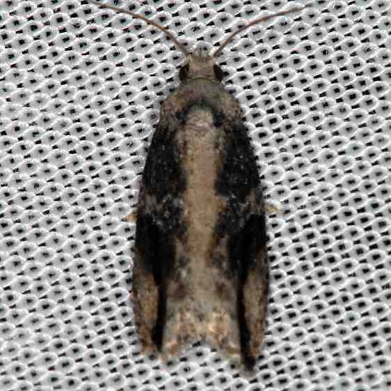 3233 Northern Boxelder Twig Borer Moth Lake of the Woods Ontario 7-19-16