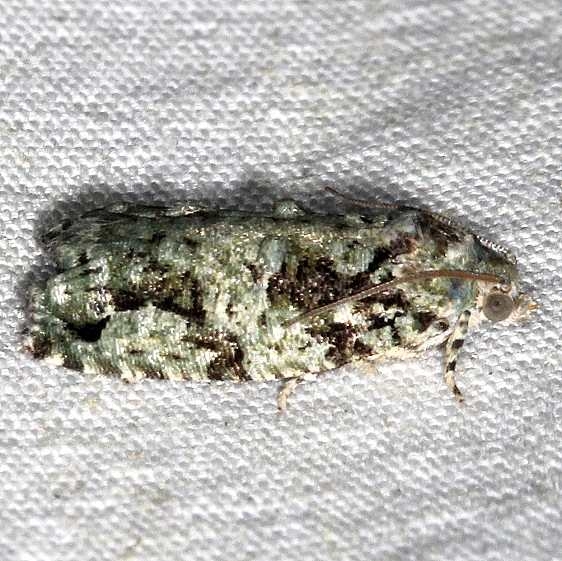 3235 Maple Bud Borer Moth yard 6-16-18 (1)_opt