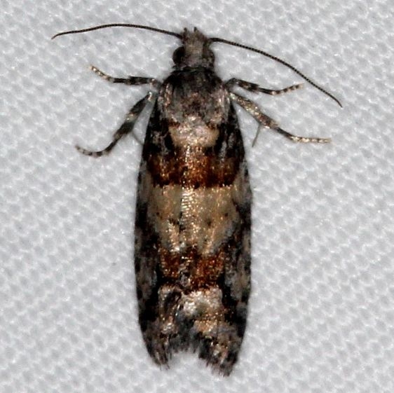 3241Larch Needleworm tentative Thunder Lake UP Mich 9-26-15