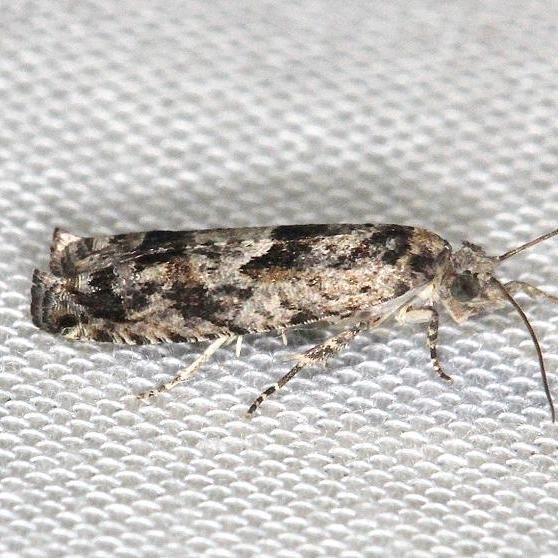 3251 Bare-patched Leafroller Moth yard 4-10-13