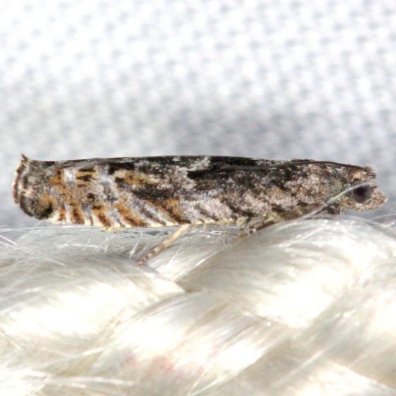 3251 Bare-patched Leafroller Moth yard 4-9-13