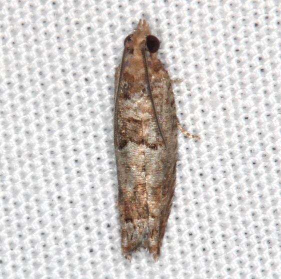 3252.1-Pseudexentera-sepia-Hopkins-Prairie-Fl-3-10-21-2