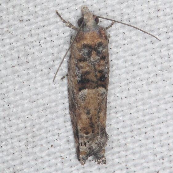 3257.1-Pseudexentera-hodsoni-Paynes-Prairie-St-Pk-Fl-1-25-24-2