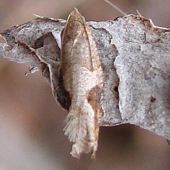 3258 Pseudexentera virginiana Shawnee St Forest 4-9-11 _opt